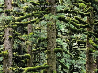 Spruce Trees, AlaskaSpruce Trees, Alaska
 