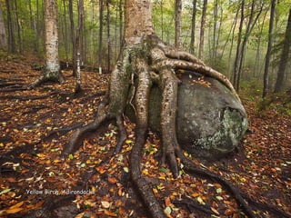 Yellow Birch, AdirondacksYellow Birch, Adirondacks
 