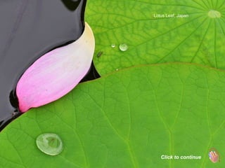 Lotus Leaf, Japan




   Click to continue
 