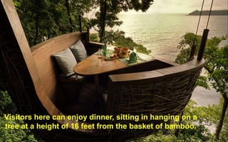 Visitors here can enjoy dinner, sitting in hanging on a 
tree at a height of 16 feet from the basket of bamboo. 
 
