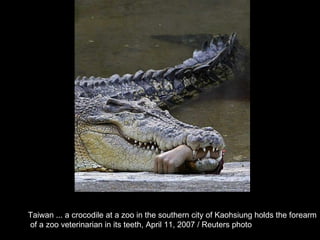 Taiwan ... a crocodile at a zoo in the southern city of Kaohsiung holds the forearm of a zoo veterinarian in its teeth, April 11, 2007 / Reuters photo  