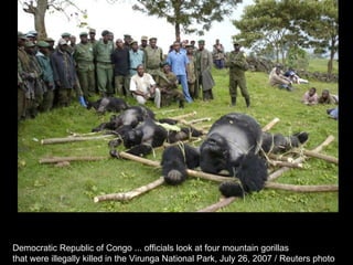 Democratic Republic of Congo ... officials look at four mountain gorillas  that were illegally killed in the Virunga National Park, July 26, 2007 / Reuters photo  
