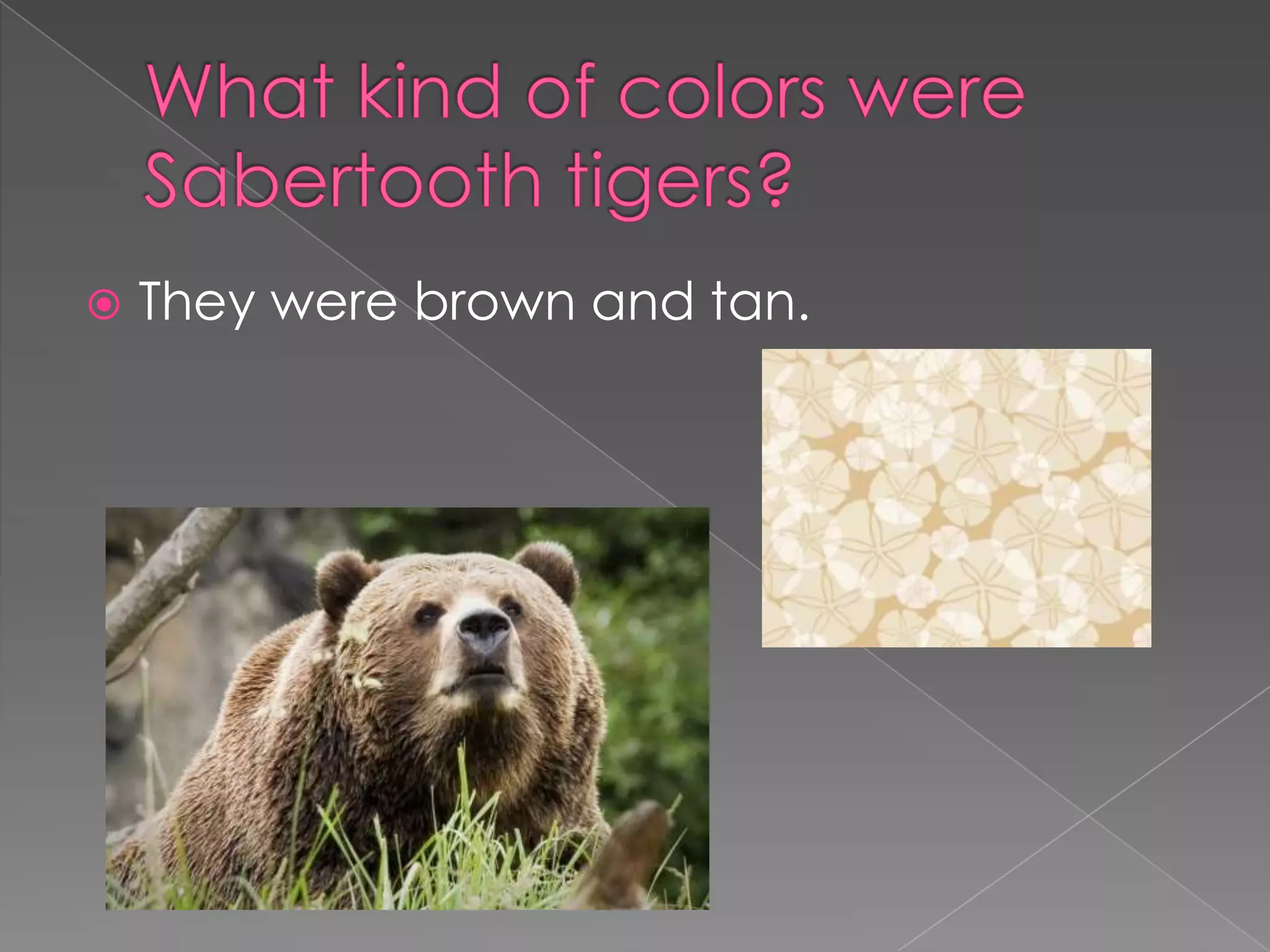 The Unexpected History Of Sabertooth Tigers In Alaska - bamlzjr