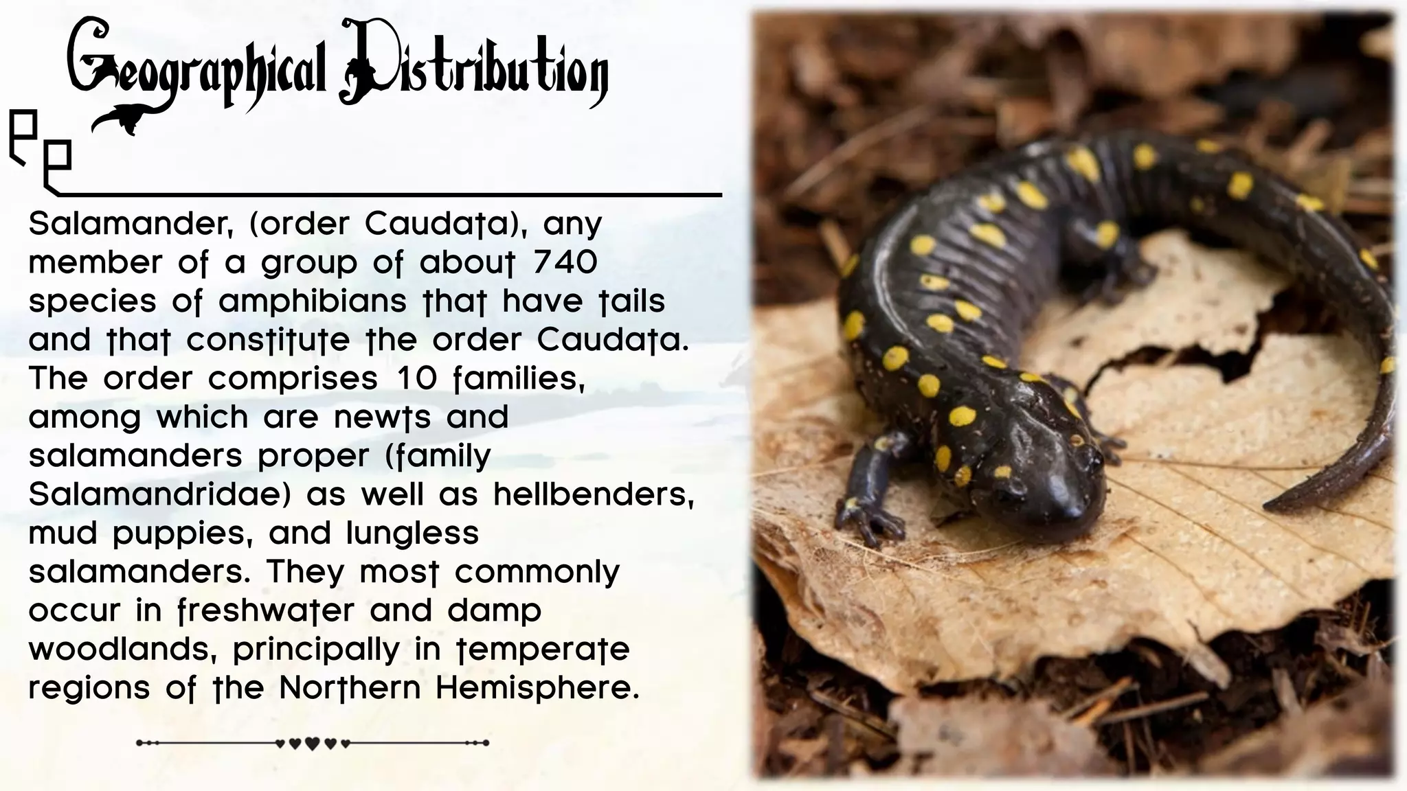 Amazing salamanders by chirag dhankhar | PDF