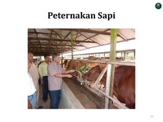 Peternakan Sapi
53
 