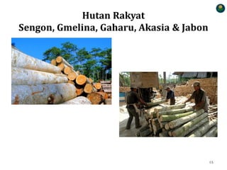 Hutan Rakyat
Sengon, Gmelina, Gaharu, Akasia & Jabon
61
55
 