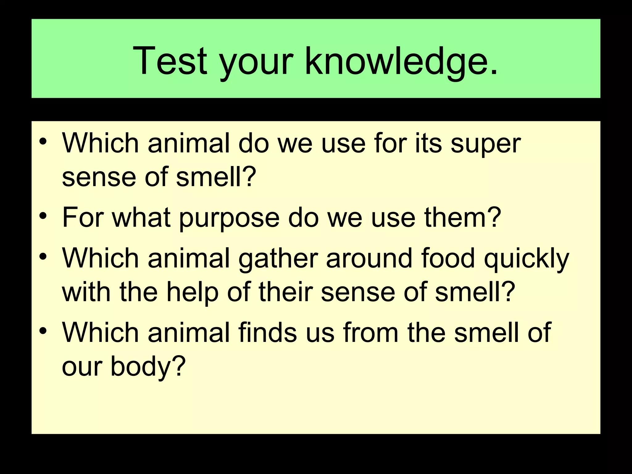 Test your knowledge.
• Which animal do we use for its super
sense of smell?
• For what purpose do we use them?
• Which animal gather around food quickly
with the help of their sense of smell?
• Which animal finds us from the smell of
our body?
 