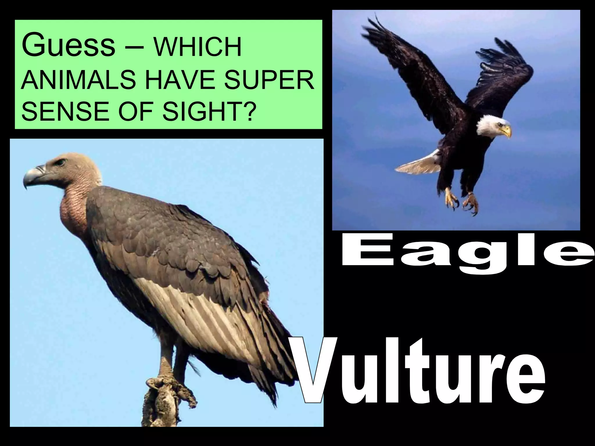 Guess – WHICH
ANIMALS HAVE SUPER
SENSE OF SIGHT?
 