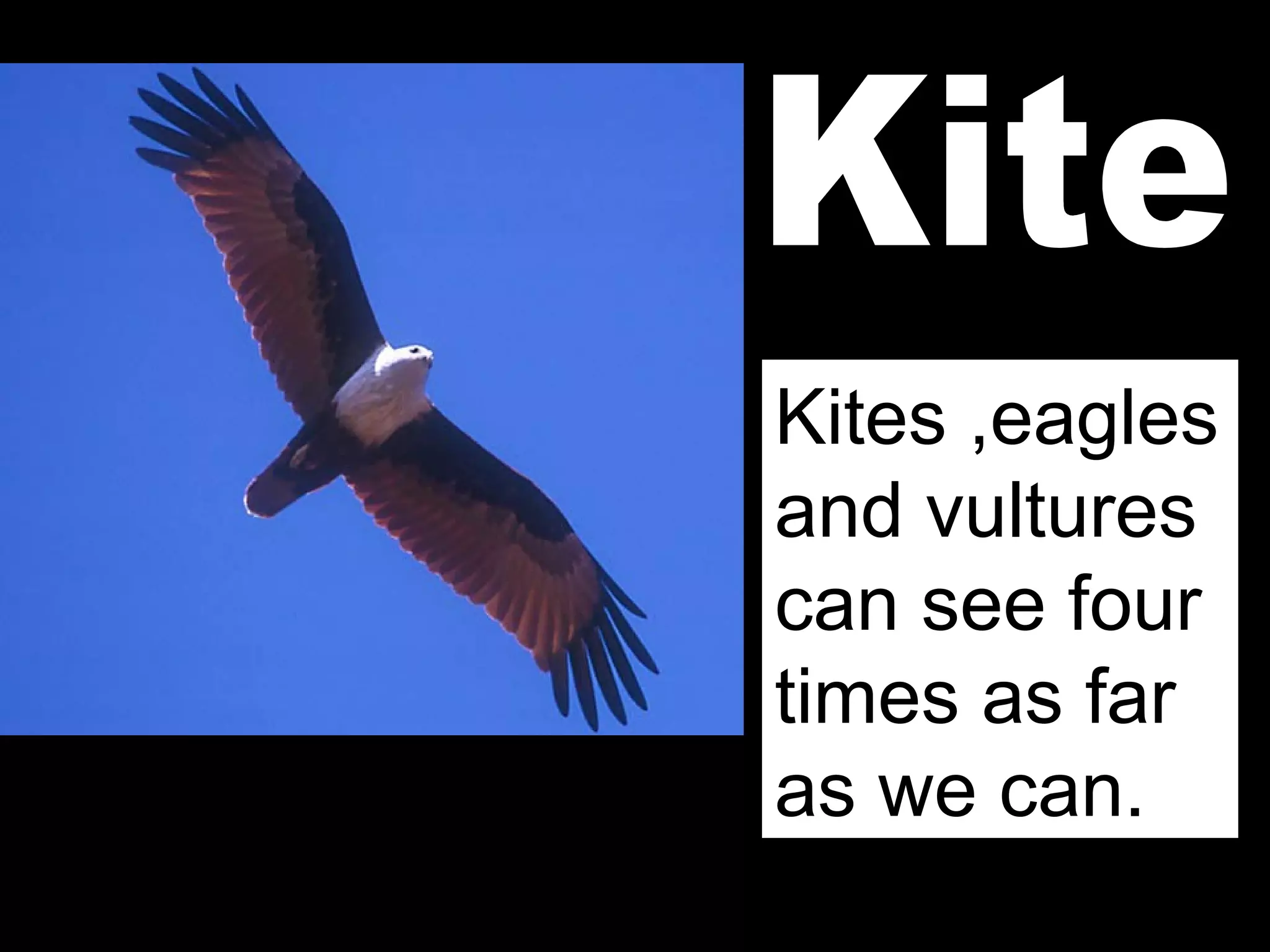 Kites ,eagles
and vultures
can see four
times as far
as we can.
 