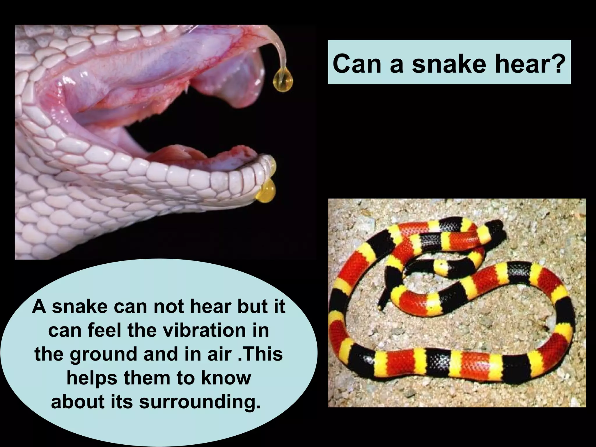 Can a snake hear?
A snake can not hear but it
can feel the vibration in
the ground and in air .This
helps them to know
about its surrounding.
 