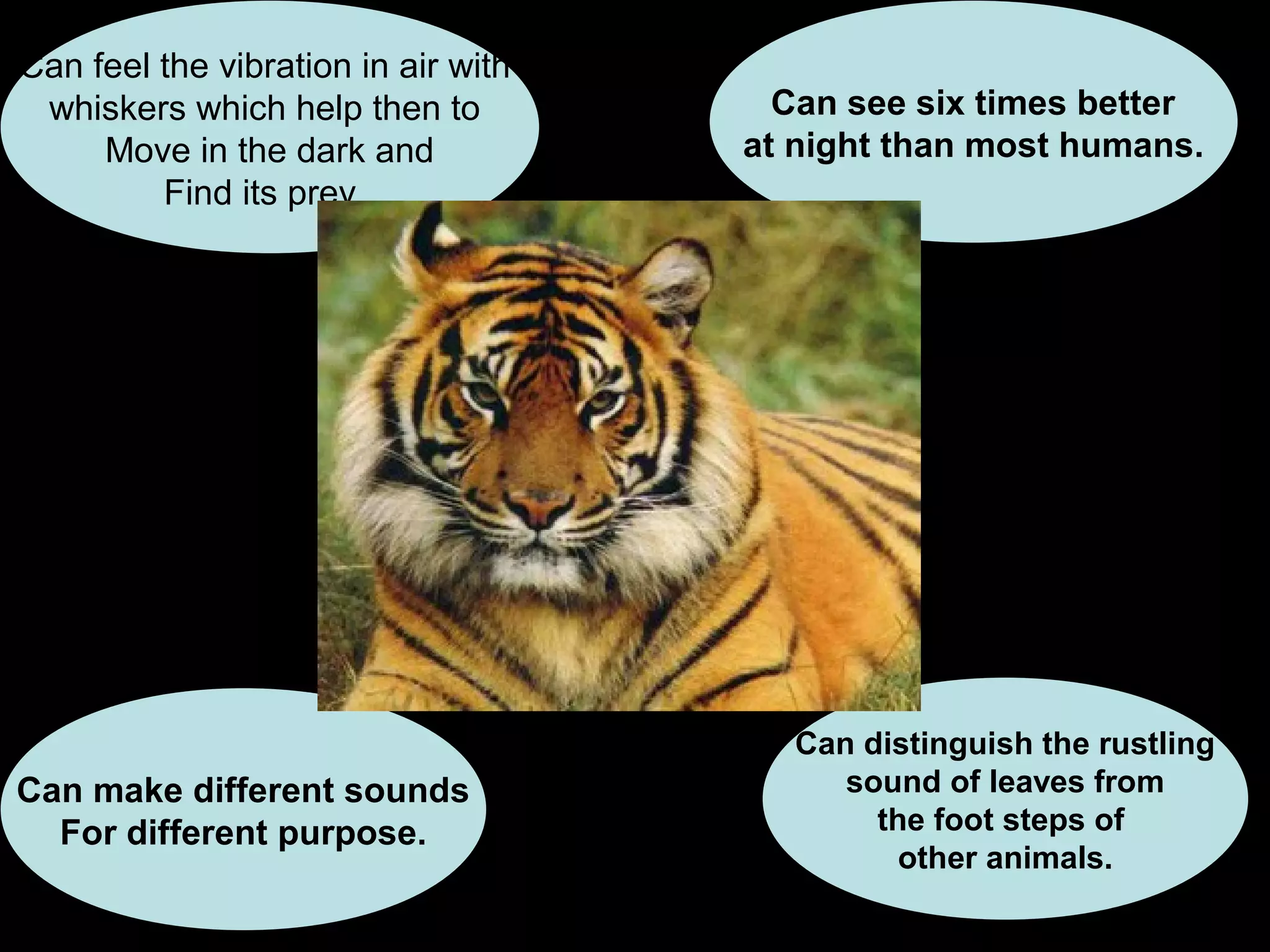 Can feel the vibration in air with
whiskers which help then to
Move in the dark and
Find its prey..
Can see six times better
at night than most humans.
Can make different sounds
For different purpose.
Can distinguish the rustling
sound of leaves from
the foot steps of
other animals.
 
