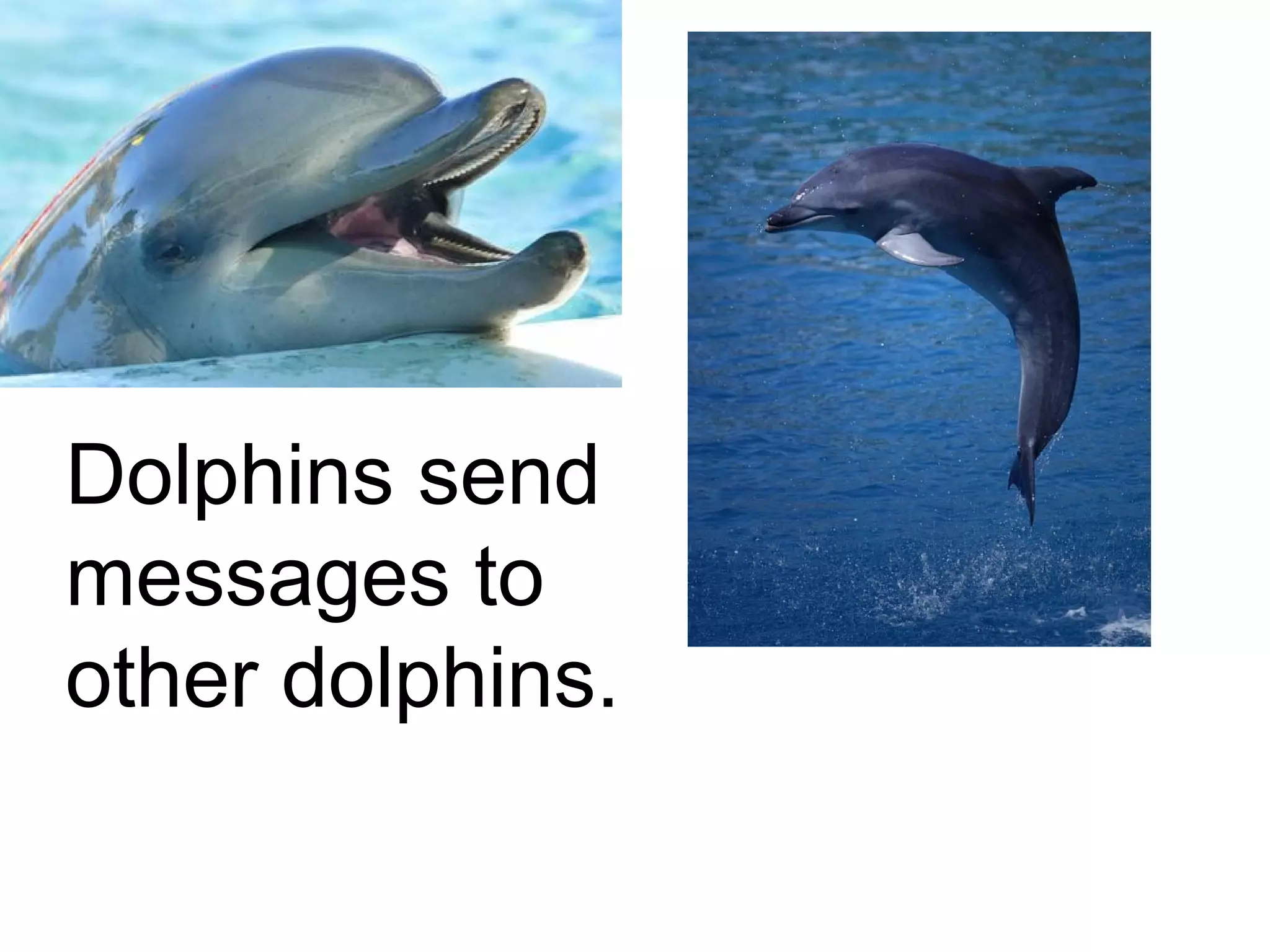 Dolphins send
messages to
other dolphins.
 