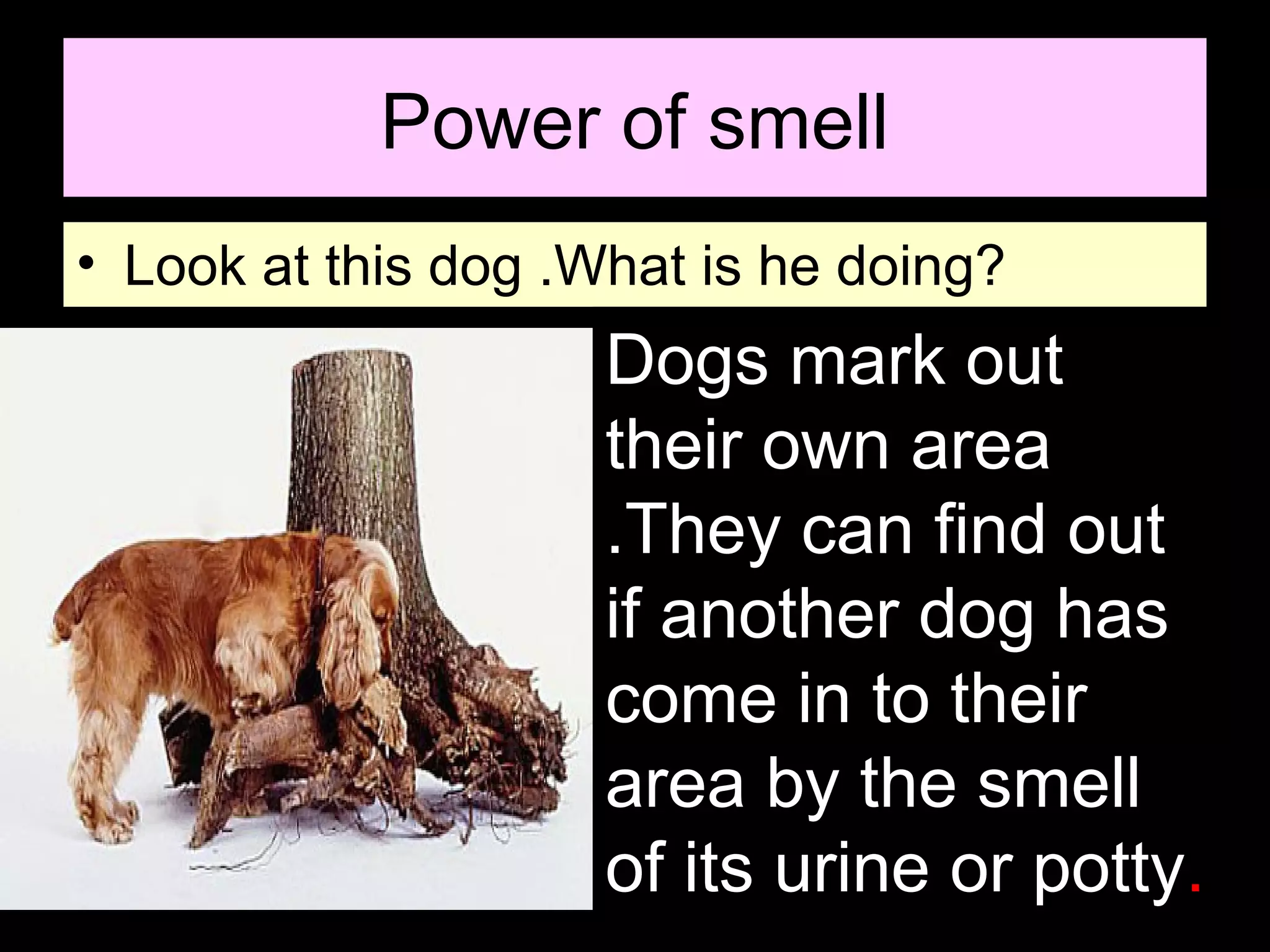 Power of smell
• Look at this dog .What is he doing?
Dogs mark out
their own area
.They can find out
if another dog has
come in to their
area by the smell
of its urine or potty.
 