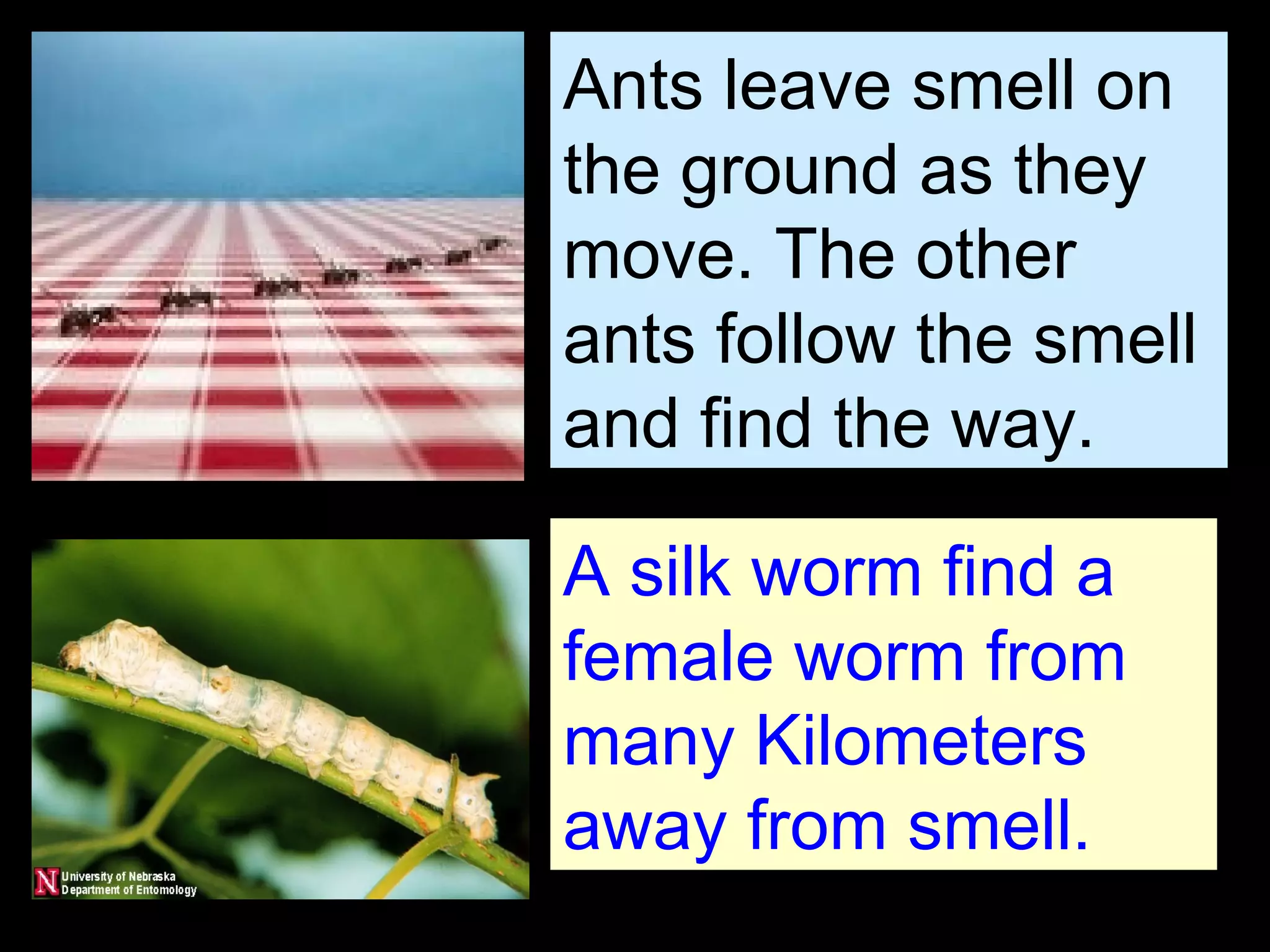 Ants leave smell on
the ground as they
move. The other
ants follow the smell
and find the way.
A silk worm find a
female worm from
many Kilometers
away from smell.
 
