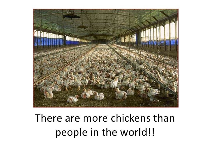 Chicken Population Image