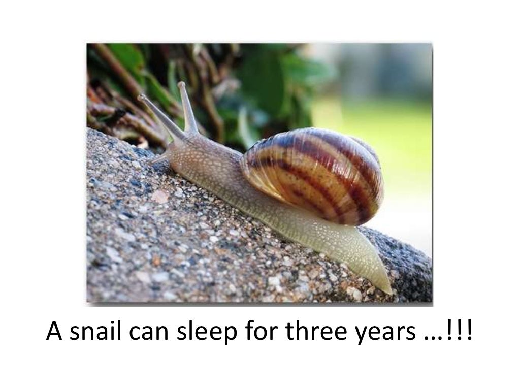 A snail can sleep for