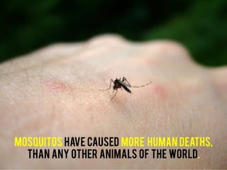 Mosquitos have caused more human deaths,
Than any other animals of the world.
 