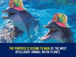The Porpoise is second to man as the most
intelligent animal onthe planet.
 