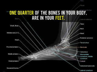 One quarter of the bones in your body,
are in your feet.
 