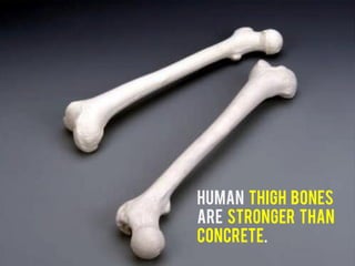 Human thigh bones
are stronger than
concrete.
 