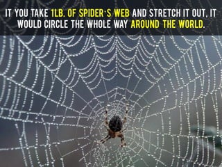 It you take 1lb. of Spider’s web and stretch it out, it
would circle the whole way around the World.
 