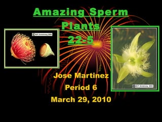 Amazing Sperm Plants 22-5 Jose Martinez Period 6 March 29, 2010 