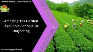 Amazing Tea Garden
Available For Sale In
Darjeeling
ouraim08@gmail.com
+91 9007008366 / +91 9830694705
 