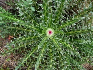 Amazing Thistles