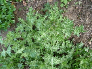 Amazing Thistles