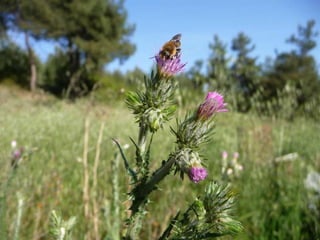 Amazing Thistles