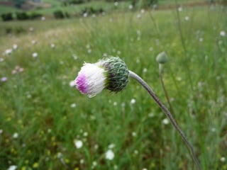 Amazing Thistles