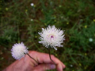 Amazing Thistles