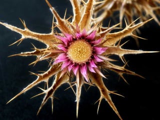 Amazing Thistles