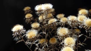 Amazing Thistles