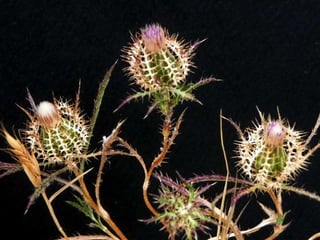 Amazing Thistles