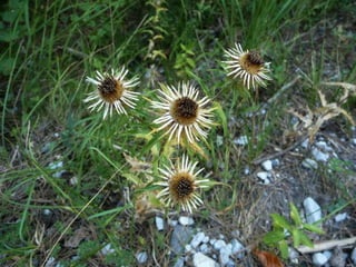 Amazing Thistles