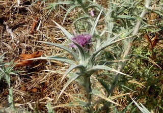 Amazing Thistles