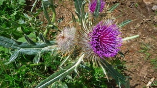 Amazing Thistles