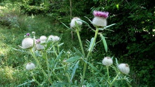 Amazing Thistles