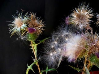 Amazing Thistles