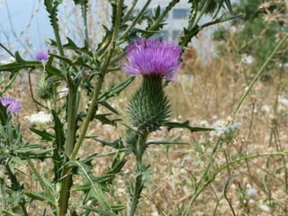 Amazing Thistles