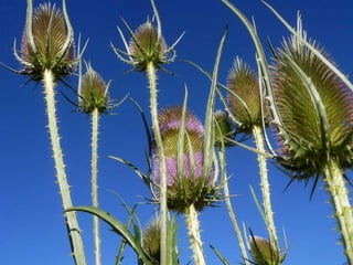 Amazing Thistles