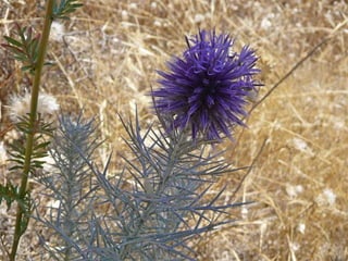 Amazing Thistles