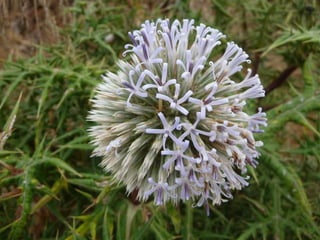 Amazing Thistles