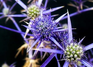 Amazing Thistles