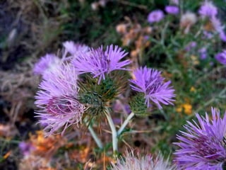 Amazing Thistles