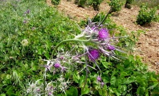 Amazing Thistles