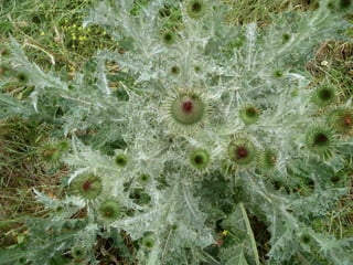 Amazing Thistles