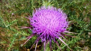 Amazing Thistles