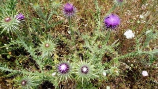 Amazing Thistles